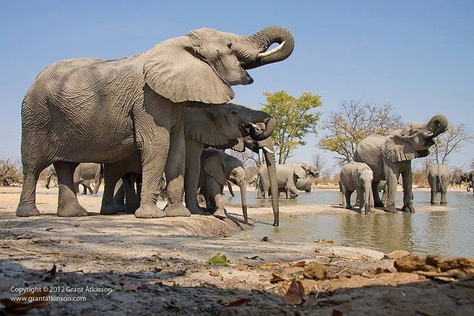 2 Days Amboseli Safari Adventure from Nairobi Classic Game Drives - Why Amboseli works for a two-day safari