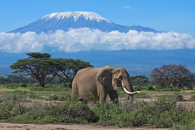 2 Days Amboseli Safari Adventure from Nairobi Classic Game Drives - The overnight camp or lodge