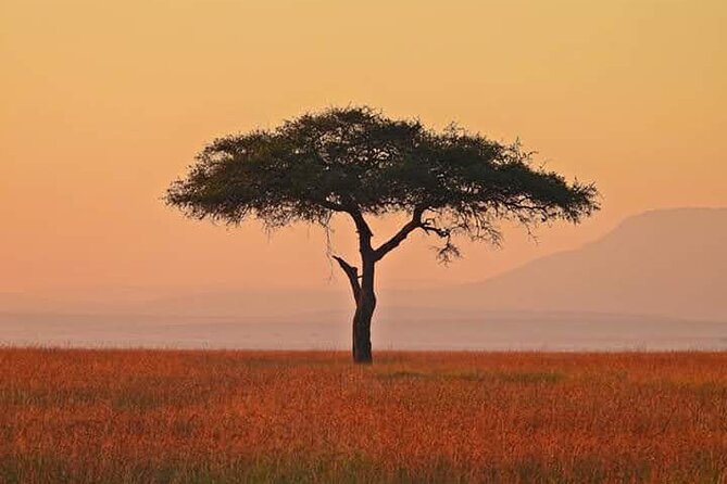 2 Days Amboseli Safari Adventure from Nairobi Classic Game Drives - Who should book this Amboseli trip