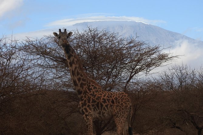 2 Days Amboseli Safari - First afternoon beneath Mount Kilimanjaro