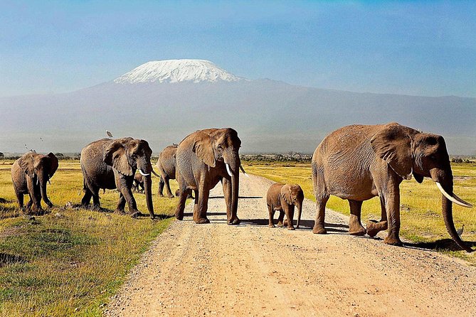 2 days group safari to Amboseli National park (Mon-Wed-Sat only) - Why Amboseli works well for a two-day safari