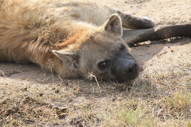 2 days group safari to Amboseli National park (Mon-Wed-Sat only) - Day two: an early game drive and the return to Nairobi
