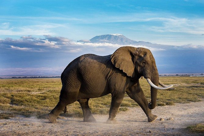 2 days group safari to Amboseli National park (Mon-Wed-Sat only) - Group size, comfort, and the vehicle