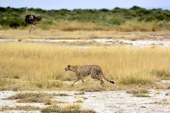 2 days group safari to Amboseli National park (Mon-Wed-Sat only) - The Nairobi to Amboseli drive