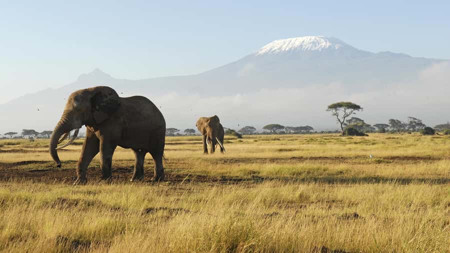 2 Days Group tour to Amboseli Using Landcruiser 4x4 Jeep - Key points to know before you book
