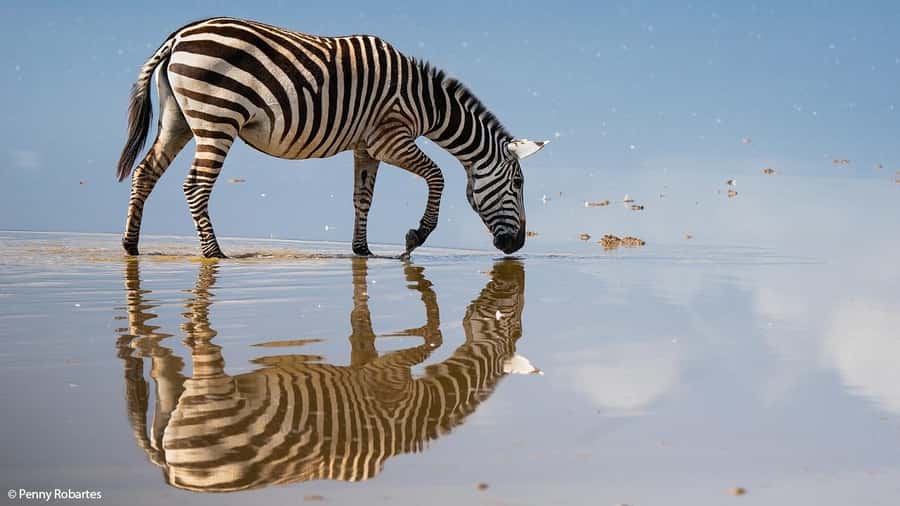 2 Days Group tour to Amboseli Using Landcruiser 4x4 Jeep - The afternoon drive: elephants, predators, and sunset light