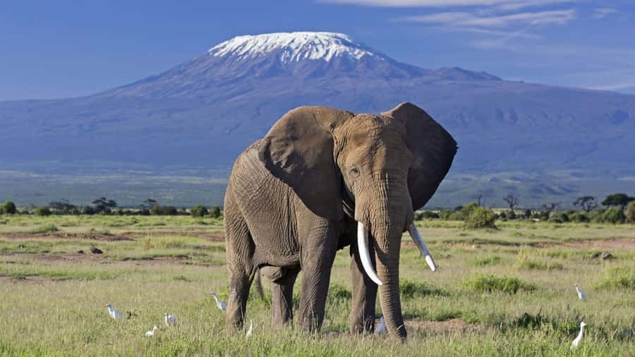 2 Days Group tour to Amboseli Using Landcruiser 4x4 Jeep - AA Lodge and the overnight pause