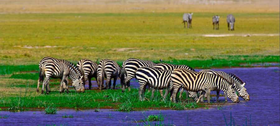 2 Days Group tour to Amboseli Using Landcruiser 4x4 Jeep - What the Landcruiser setup means for you