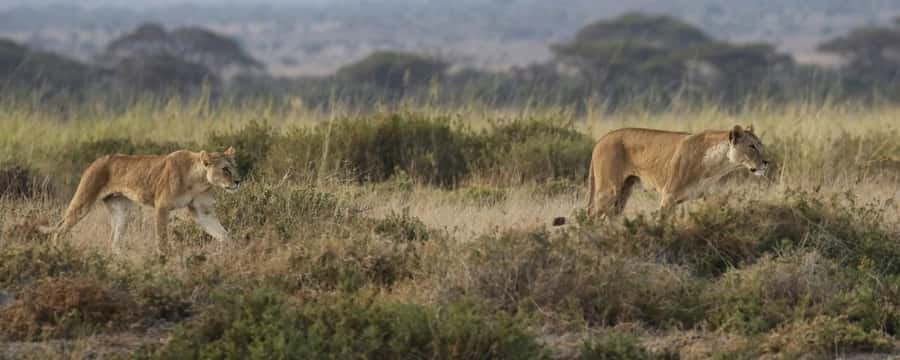 2 Days Group tour to Amboseli Using Landcruiser 4x4 Jeep - Day one: leaving Nairobi for the Amboseli plains