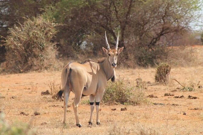 2 Days Kenya Safari special Tsavo East and Taita hills Saltlick from Mombasa - Leaving Mombasa at 5:25 a.m.