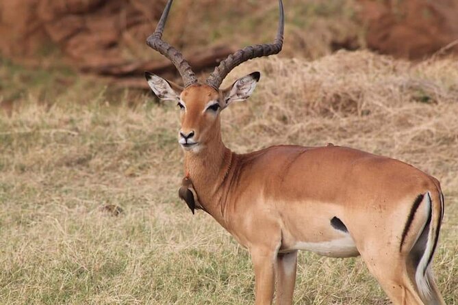 2 Days Kenya Safari special Tsavo East and Taita hills Saltlick from Mombasa - The first game drive and lunch stop