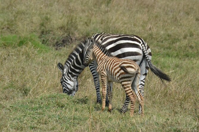 2 Days Kenya Safari special Tsavo East and Taita hills Saltlick from Mombasa - What the flexible guide style means