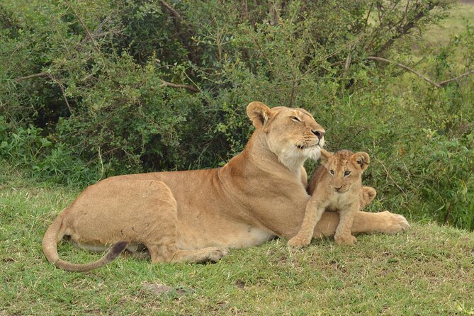 2 Days Kenya Safari special Tsavo East and Taita hills Saltlick from Mombasa - Taita Hills Saltlick and the last game drive