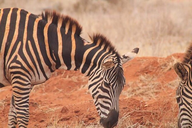 2 Days Kenya Safari special Tsavo East and Taita hills Saltlick from Mombasa - The $520 price and what it includes in practice