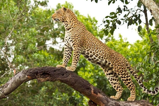 2 Days Masai Mara Private Safari From Nairobi - What a joining safari really means