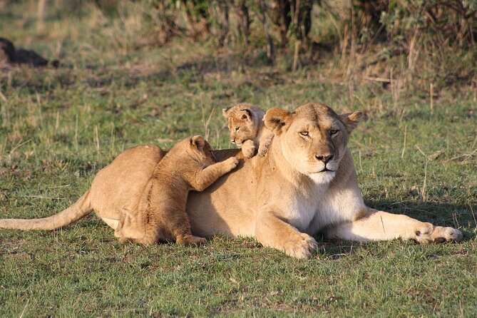 2 Days Masai Mara Private Safari From Nairobi - The 6:00 a.m. morning drive