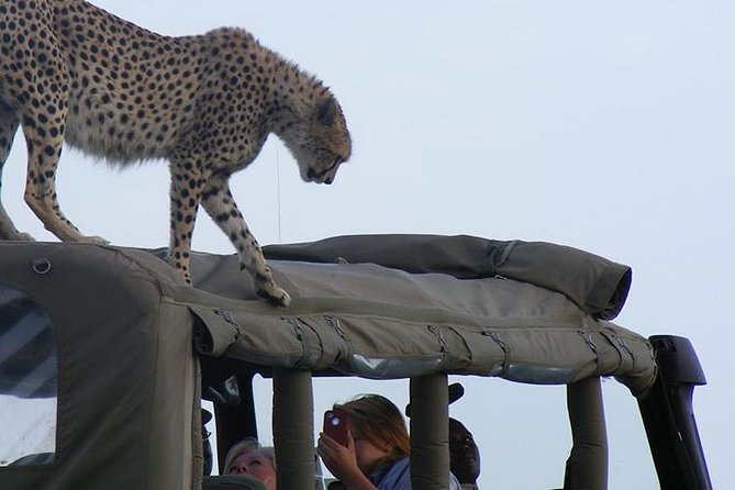 2 Days Masai Mara Private Safari From Nairobi - Wildlife expectations: Big Five hopes and realistic viewing