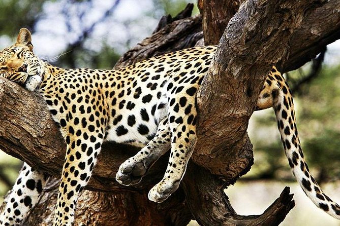2 Days Masai Mara Private Safari From Nairobi - What the $750 price really covers