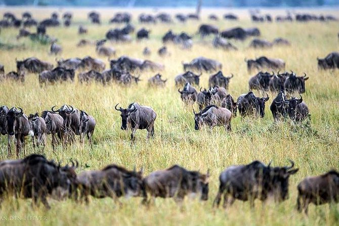 2 Days Masai Mara Private Safari From Nairobi - Entering the Mara on the first afternoon