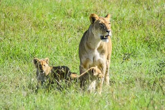 2 Days safari of Masai Mara - Key points before you book