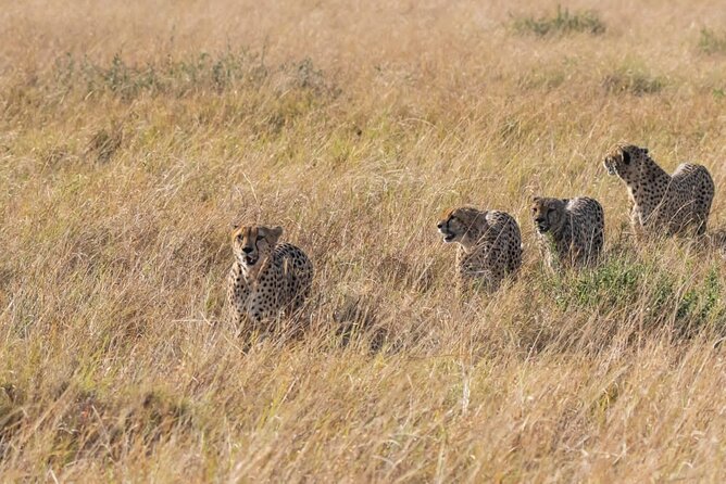2 Days safari of Masai Mara - Why two days can work in the Masai Mara