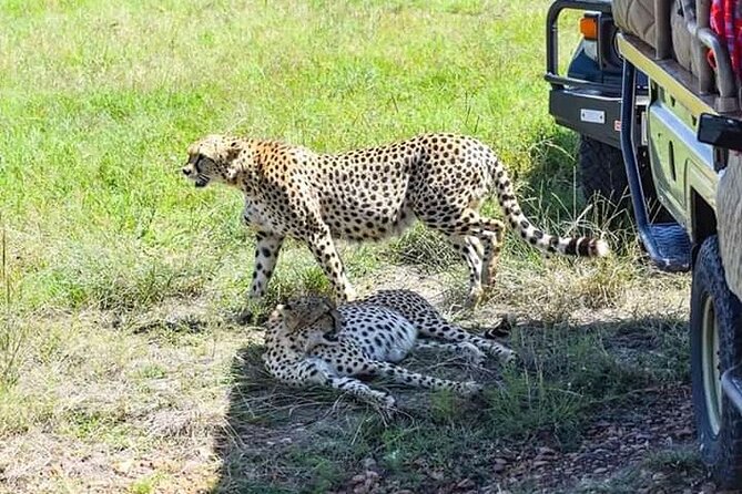 2 Days safari of Masai Mara - Lunch and your first afternoon game drive
