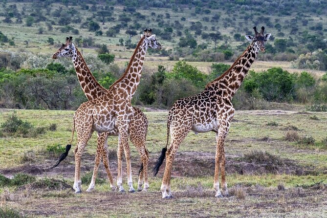2 Days safari of Masai Mara - What the overnight tented camp adds