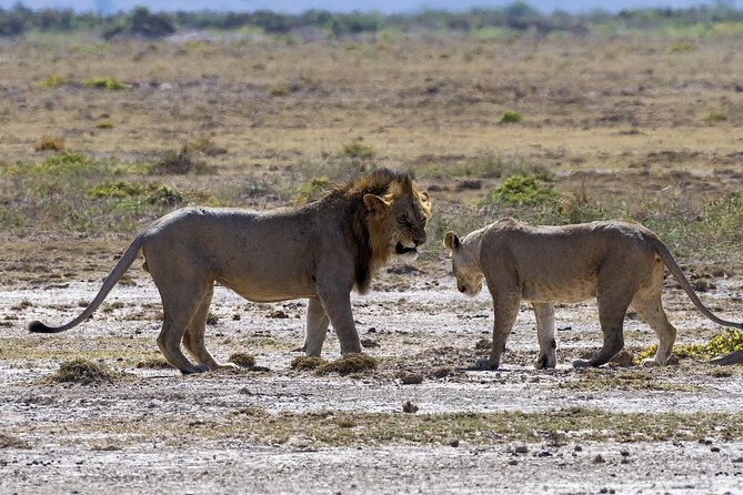 2 Days safari of Masai Mara - The final morning game drive and return