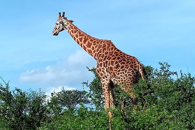 2 Days Safari Tsavo East - Why Tsavo East works well for a short safari