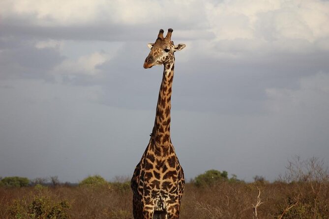 2 Days Safari Tsavo East - Day two, breakfast, and the return toward Mombasa