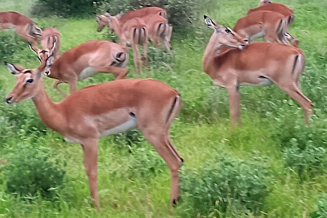 2 Days Safari Tsavo East - The guide and the private-safari advantage