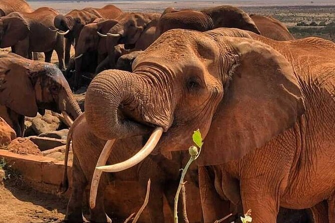 2 Days Safari Tsavo East - Practical preparation for two long days