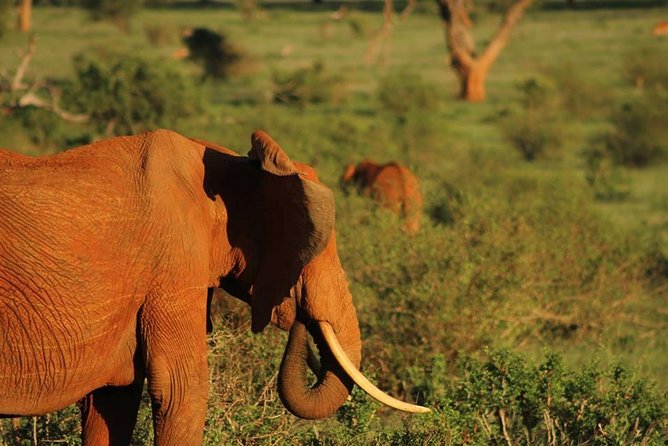 2 Days Safari Tsavo East - The 6 a.m. drive from Mombasa