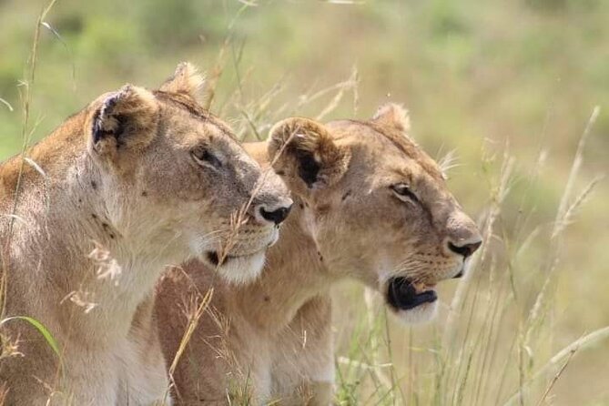 2 Days Salt Lick Safari Tour - Key points to know before booking
