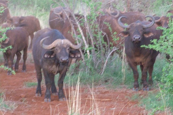 2 Days Tsavo East and Ngutuni Sanctuary starting from Mombasa. - The 6:00 am departure from Mombasa