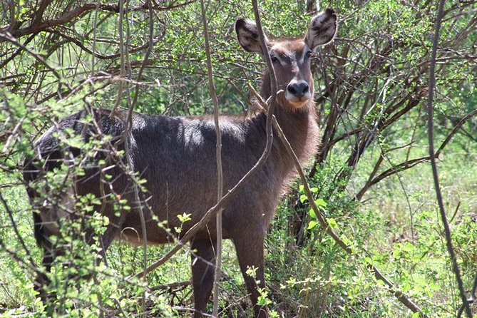 2 Days Tsavo East and Ngutuni Sanctuary starting from Mombasa. - The final two hours in Ngutuni Sanctuary