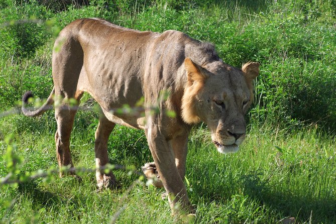 2 Days Tsavo East and Ngutuni Sanctuary starting from Mombasa. - What the guides add to the experience
