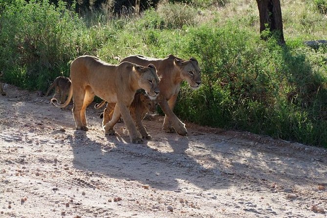 2 Days Tsavo East and Ngutuni Sanctuary starting from Mombasa. - Is $742 a fair price?