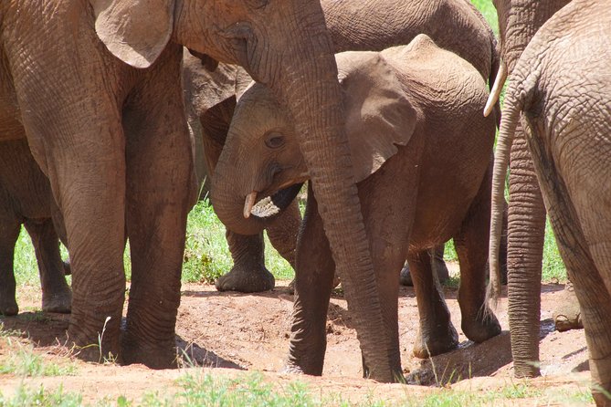 2 Days Tsavo East and Ngutuni Sanctuary starting from Mombasa. - Day one: the Bachuma Gate and first game drive