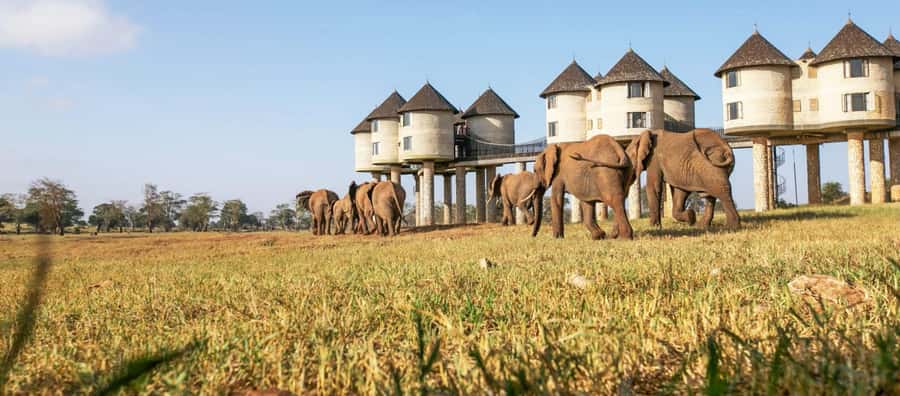 2 days Tsavo East and saltlick safari from Diani/Mombasa - Why Salt Lick Lodge makes this safari different