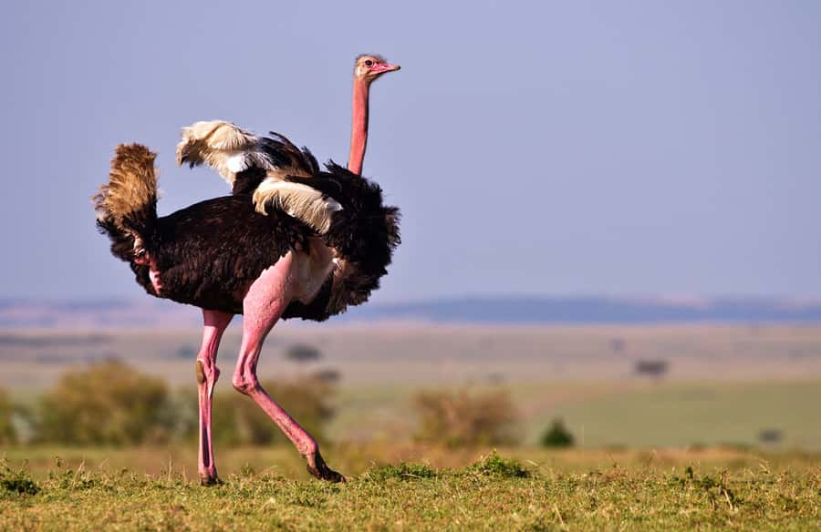 2 days Tsavo East and saltlick safari from Diani/Mombasa - The 5:00 am departure from Diani or Mombasa