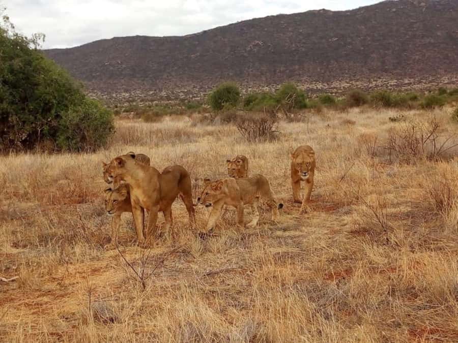 2-Days Wildlife Safari to Tsavo East & Tsavo West Park - Why Tsavo works well as a two-day safari