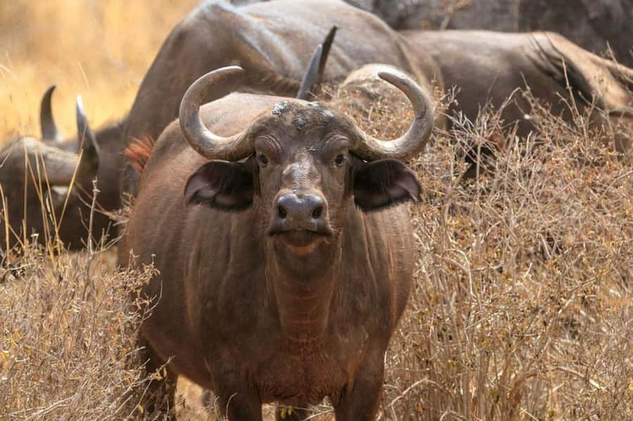 2-Days Wildlife Safari to Tsavo East & Tsavo West Park - Tsavo East, Aruba Dam, and Kendari Swamp
