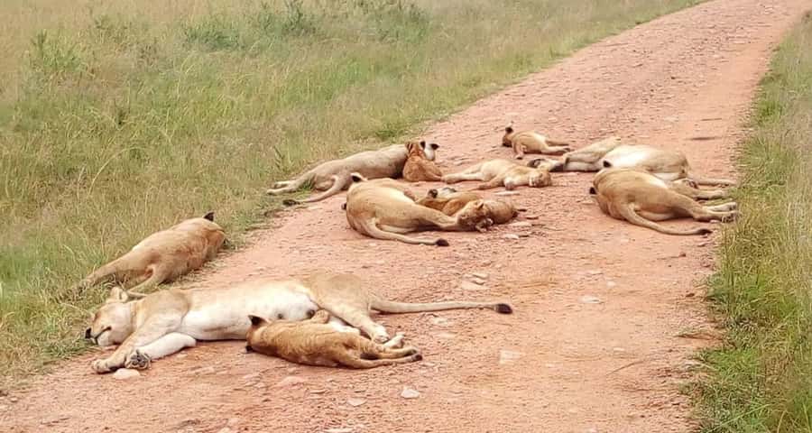 2-Days Wildlife Safari to Tsavo East & Tsavo West Park - The move to Tsavo West and the rhino search