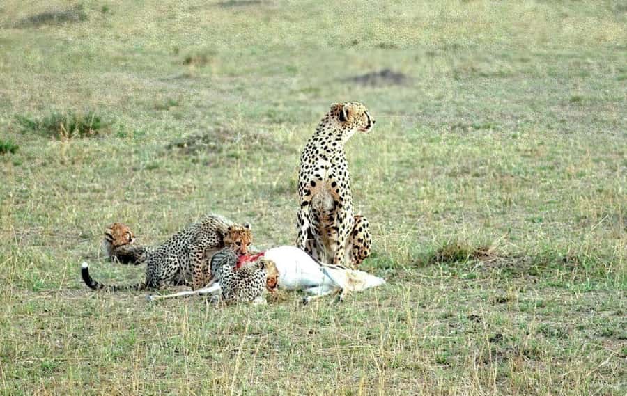 2-Days Wildlife Safari to Tsavo East & Tsavo West Park - Sunrise, the return drive, and the cost of covering ground
