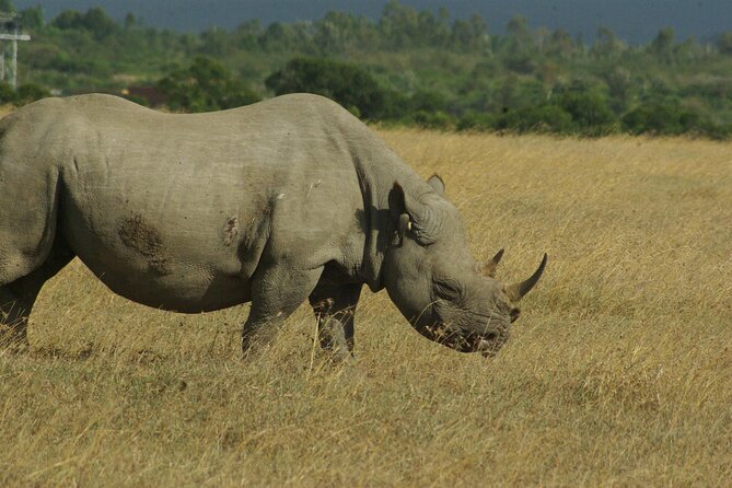 2 nights 3 days Masai Mara safari package - Day two: a 12-hour search for the Big Five