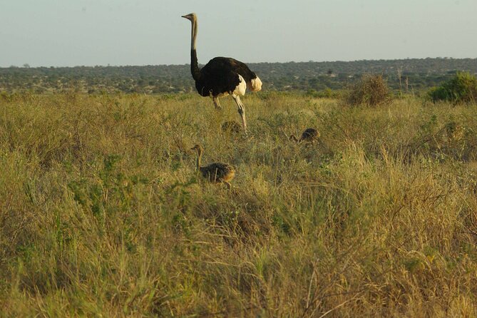 2 nights 3 days Masai Mara safari package - The Mara River and the meaning of a game drive