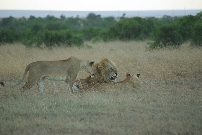 2 nights 3 days Masai Mara safari package - Day three: an early drive before the return to Nairobi