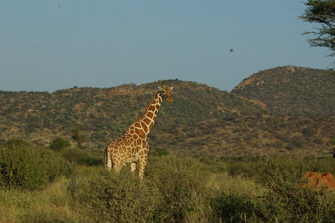 2 nights 3 days Masai Mara safari package - What the guiding adds to the experience