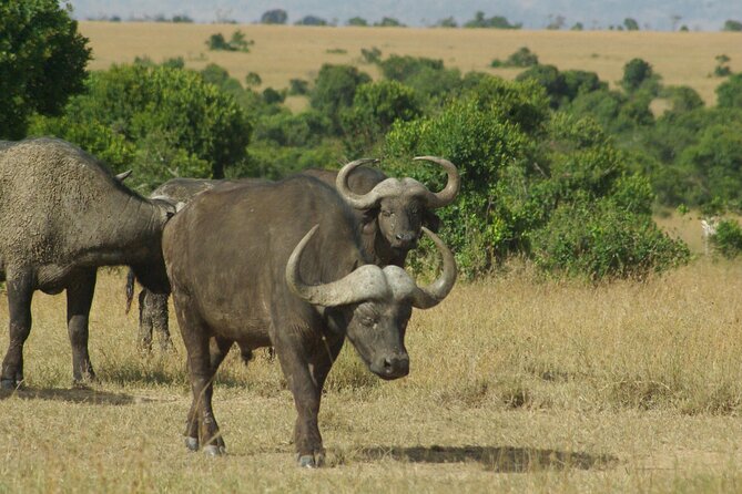 2 nights 3 days Masai Mara safari package - Who will get the most from the $870.39 price